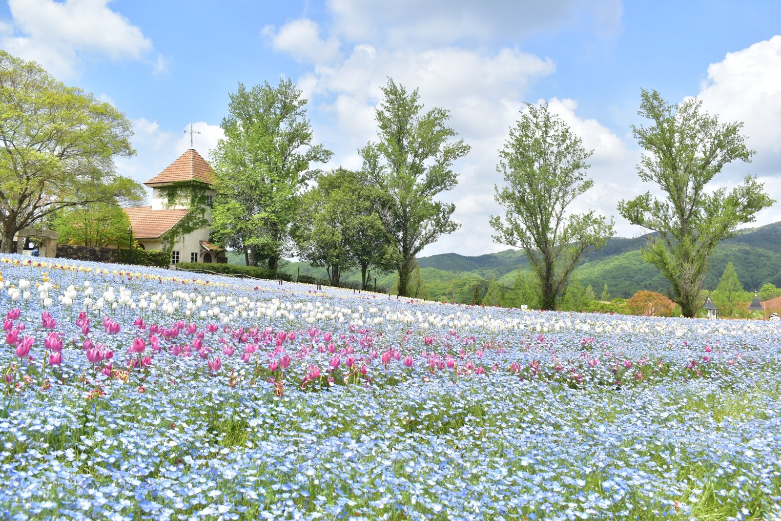 写真